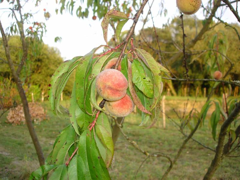 peche de vigne 1